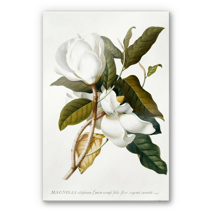 Acrylglasbild Ehret - Magnolie - WA478074