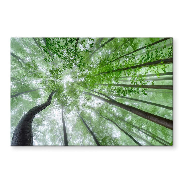 Glasbild Pavlasek - Grüne Baumkronen - WA345995