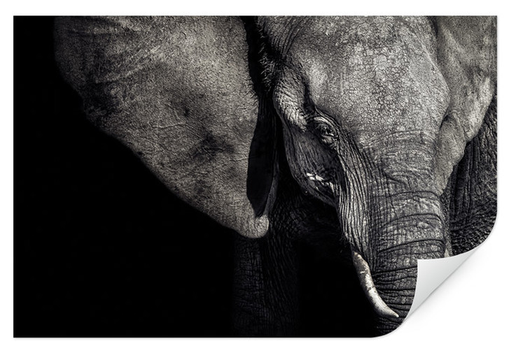 Wallprint Flour - Matriarchin - WA241844