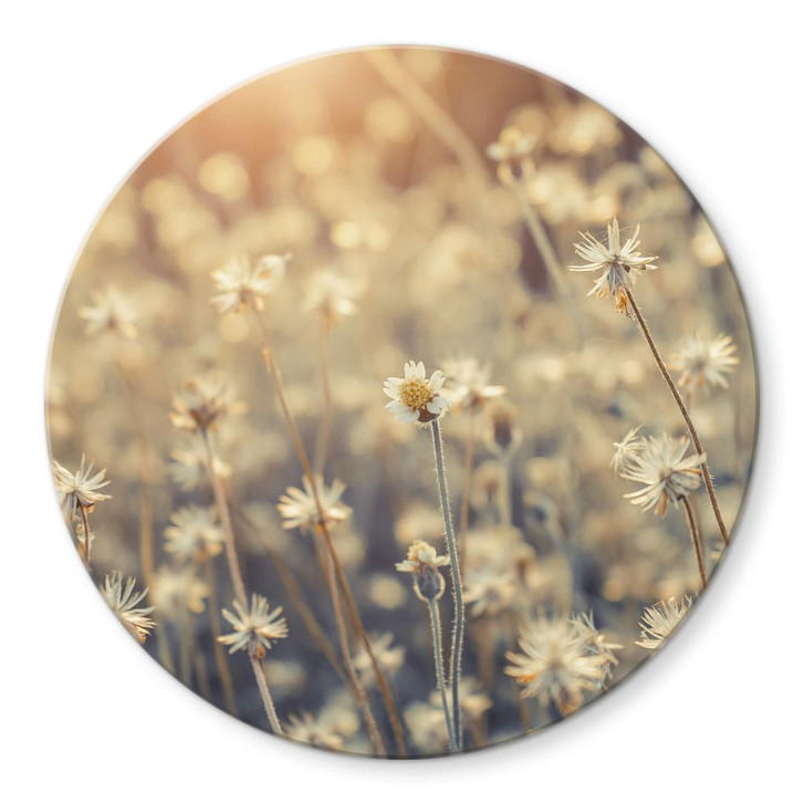 Glasbild Mexican Daisy - Rund - WA302270
