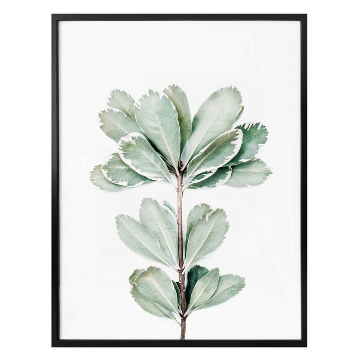 Poster Sisi & Seb - Botanik - WA311813