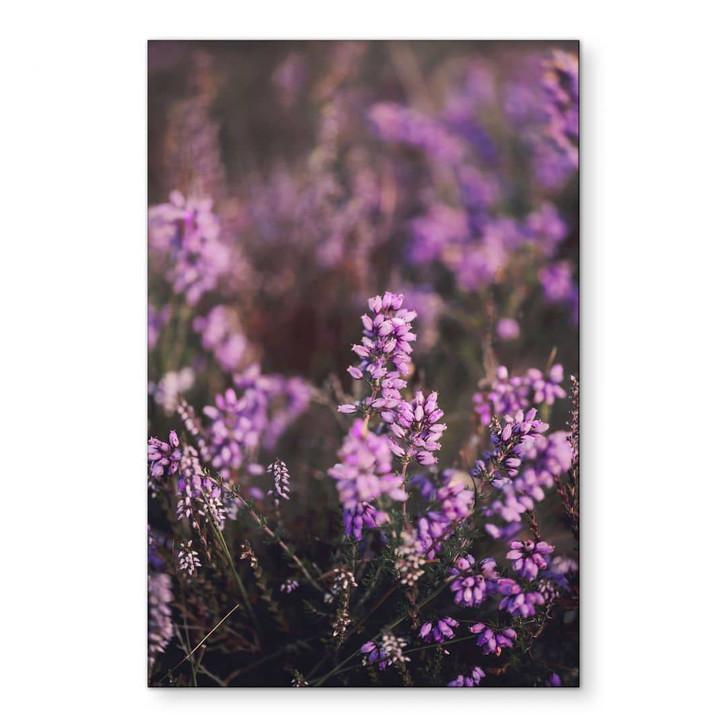 Wandbild Lila Heideblüte im warmen Licht | Naturfotografie fürs Wohnzimmer - Annie - Alu-Dibond - WA464708