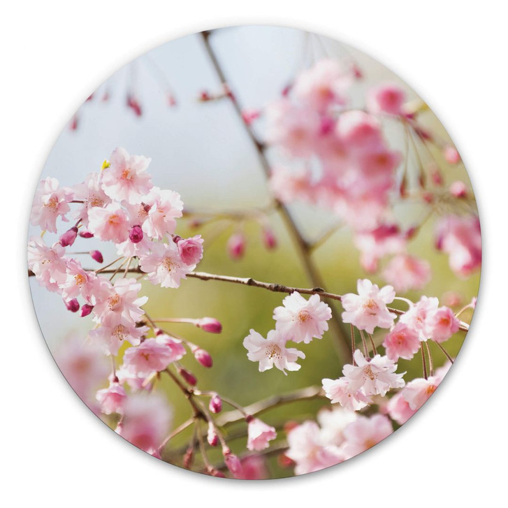 Alu-Dibond Cherry Blossom - Rund - WA308208