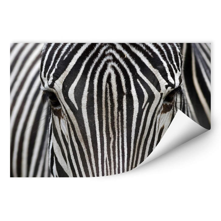 Wallprint Blicke - WA181964