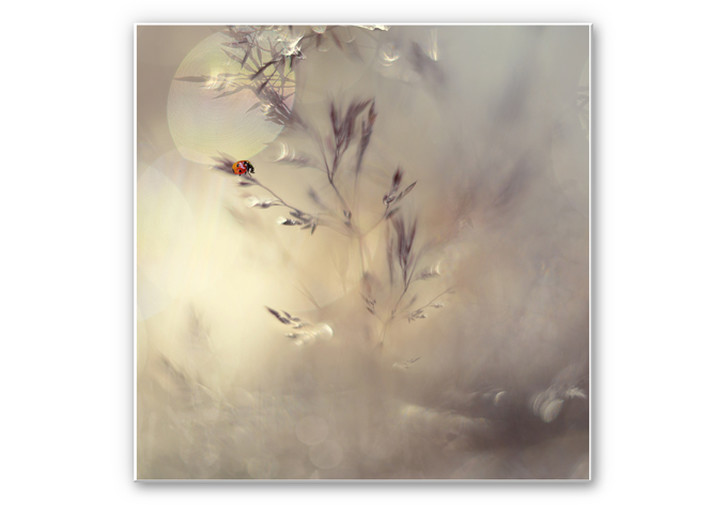 Wandbild Westum - Little Lady - WA196156