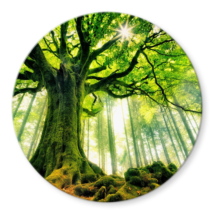 Glasbild Kiciak - Märchenwald - Rund - WA354058