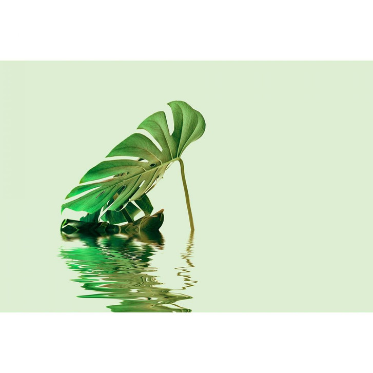 Livingwalls Fototapete ARTist Monstera Leaf Water mit Fensterblatt grün - WA310879