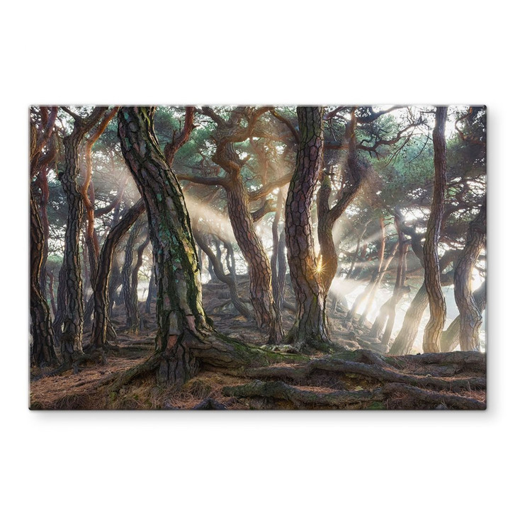 Glasbild Heiliger Kiefernwald - Ryu - WA432258