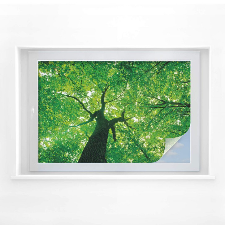 Sichtschutzfolie Under the Trees - WA177276