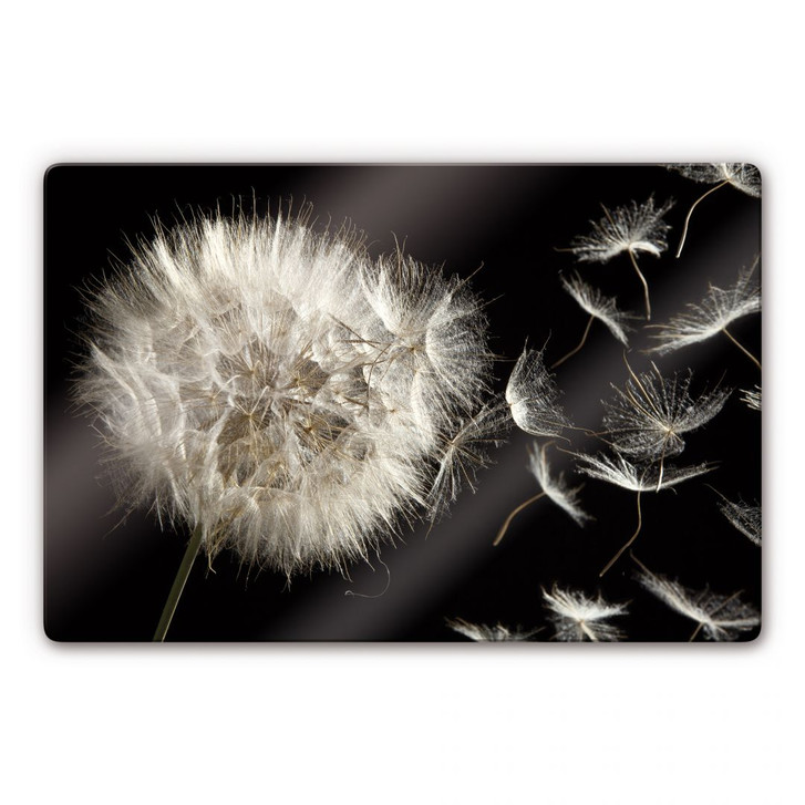Glasbild Pusteblume - WA126888