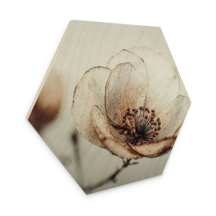 Hexagon Holzbild Trockenblüte Beige Naturpoesie - Treechild - WA495512