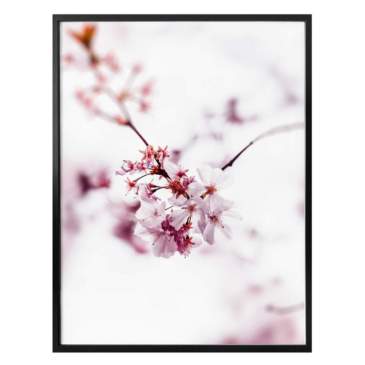 Poster Kirschblüte - WA258305