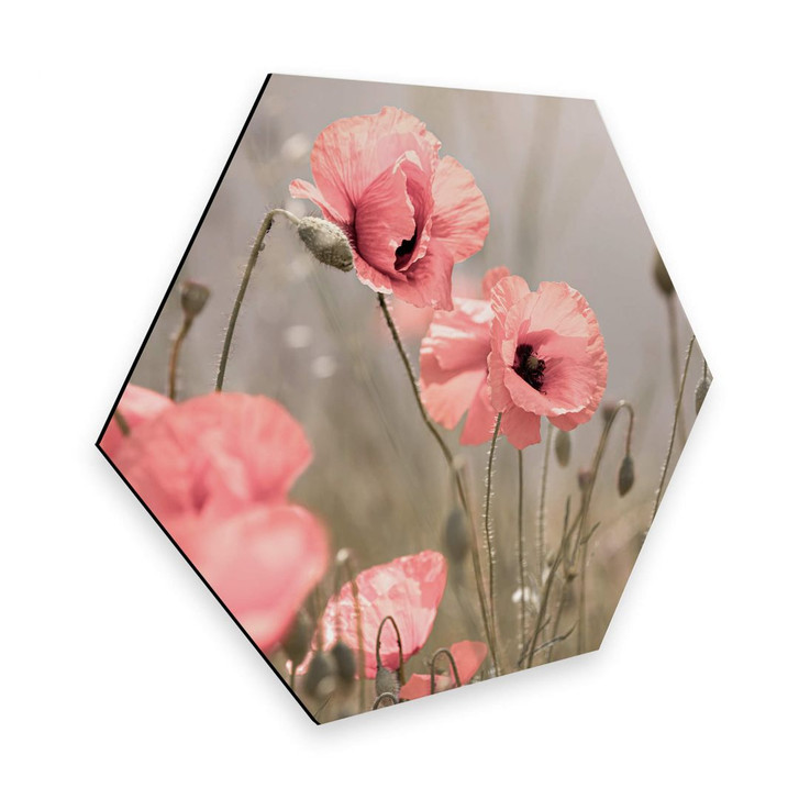 Hexagon - Alu-Dibond Delgado - Mohnblumenromantik - WA272608