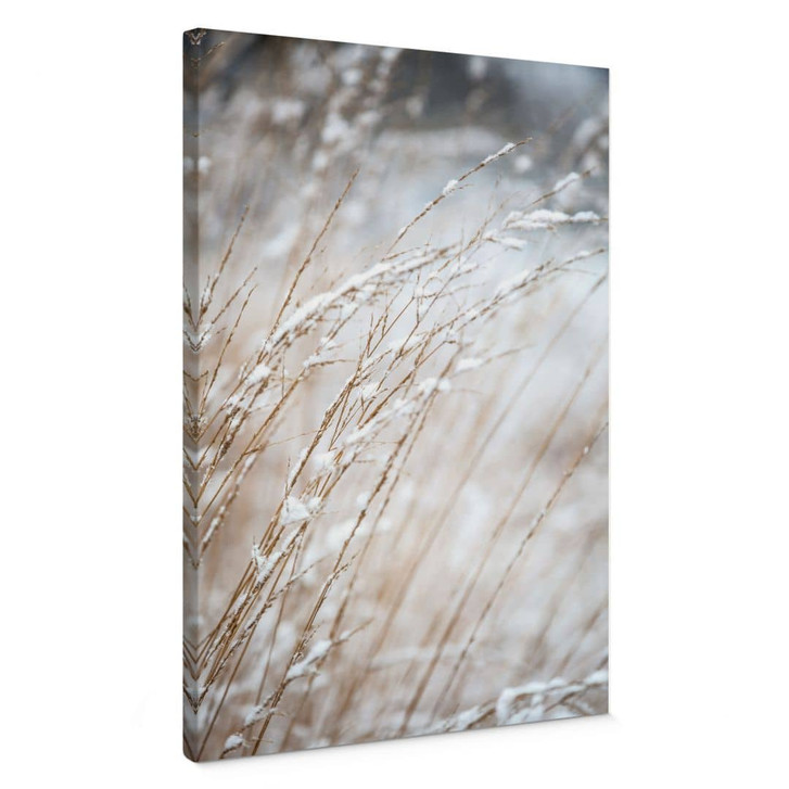Leinwandbild Zarte Gräser im Schnee - Böhmer - WA496214