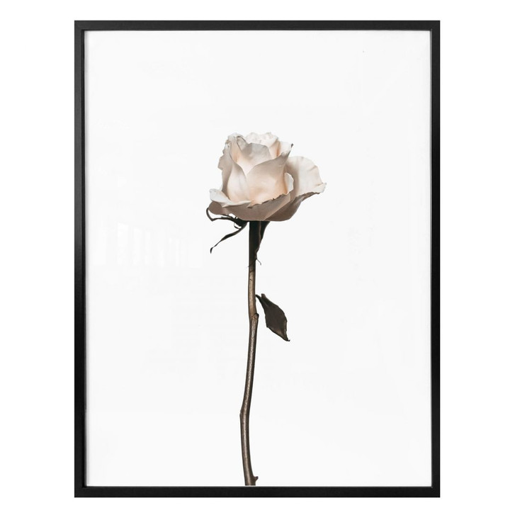 Poster Die weisse Rose - WA257289