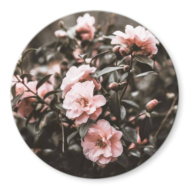 Glasbild Annie - Rosenstrauch - Rund - WA320425