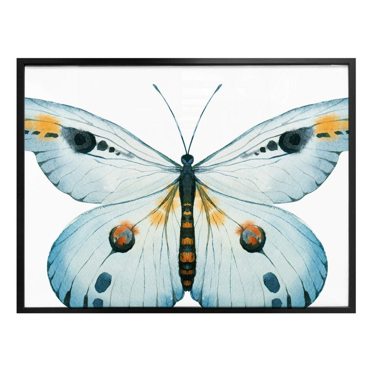 Poster Kvilis - Schmetterling 03 - WA162487
