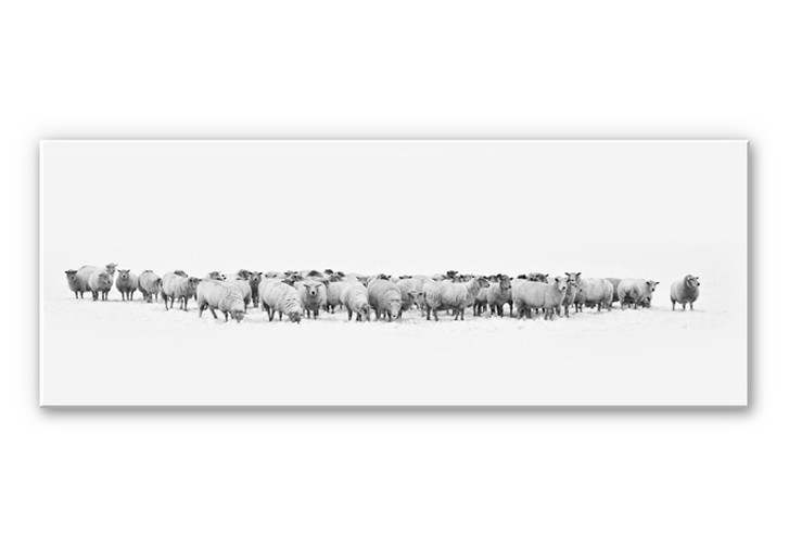 Wandbild Schafherde - Panorama - WA195333