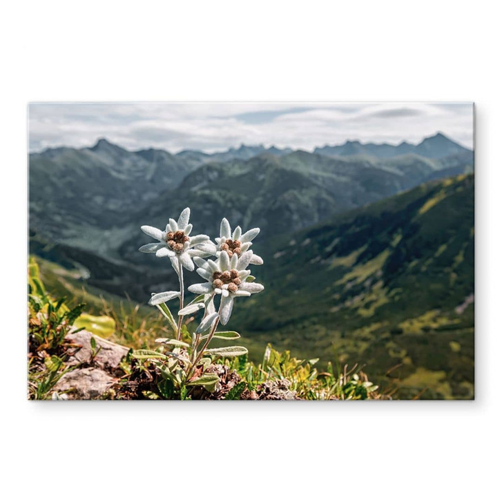 Acrylglasbild Weisser Alpen-Edelweiss auf dem Berg - WA421469