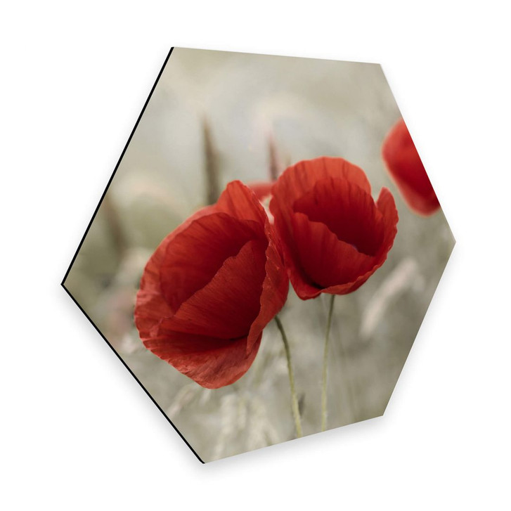 Hexagon - Alu-Dibond Delgado - Mohnblumenpaar - WA272603