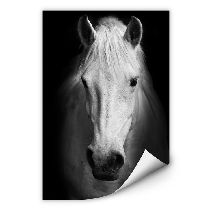 Wallprint White Horse - WA190565