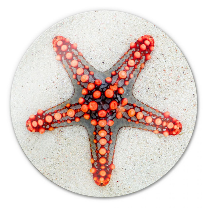 Glasbild Leuchtender Seestern - rund - WA124764