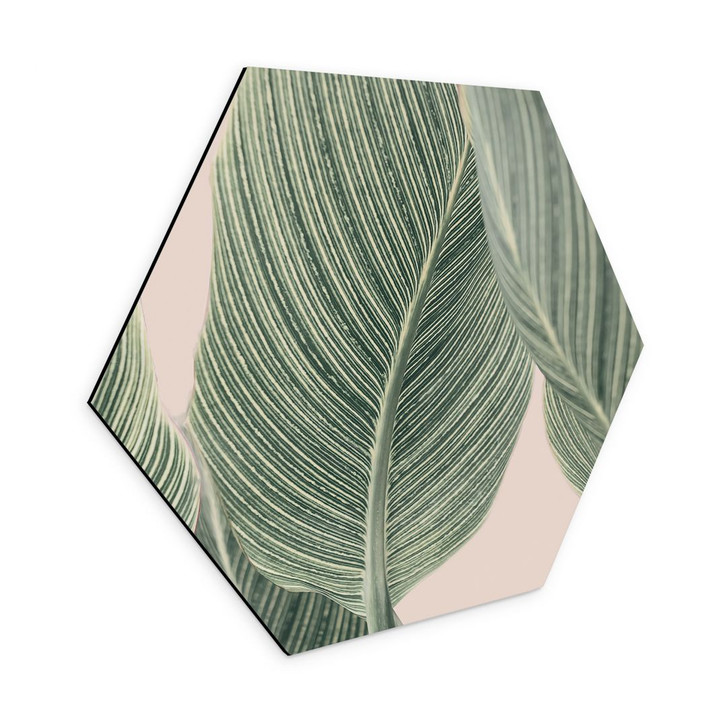 Hexagon Wandbild Calathea Pflanze - Alu-Dibond - Sisi & Seb - WA422962