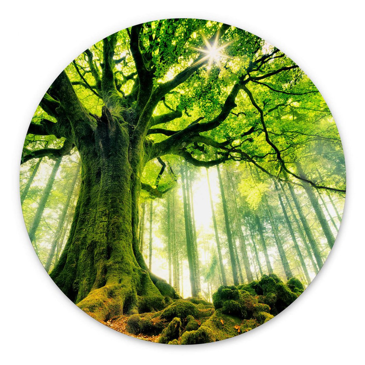 Alu-Dibond Kiciak - Märchenwald - Rund - WA352035