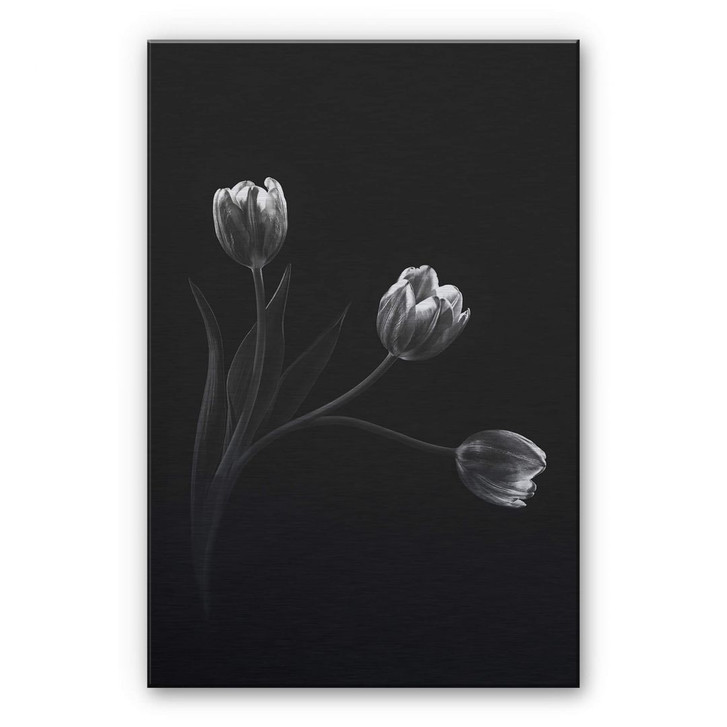 Alu-Dibond Bild mit Silbereffekt Pan - Tulpentrio - WA261687