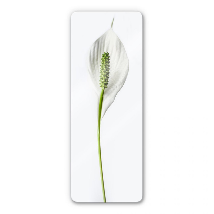 Glasbild Friedenslilie - WA123107