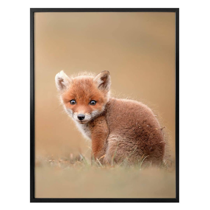 Poster van Duijn - Baby Fuchs - WA323800