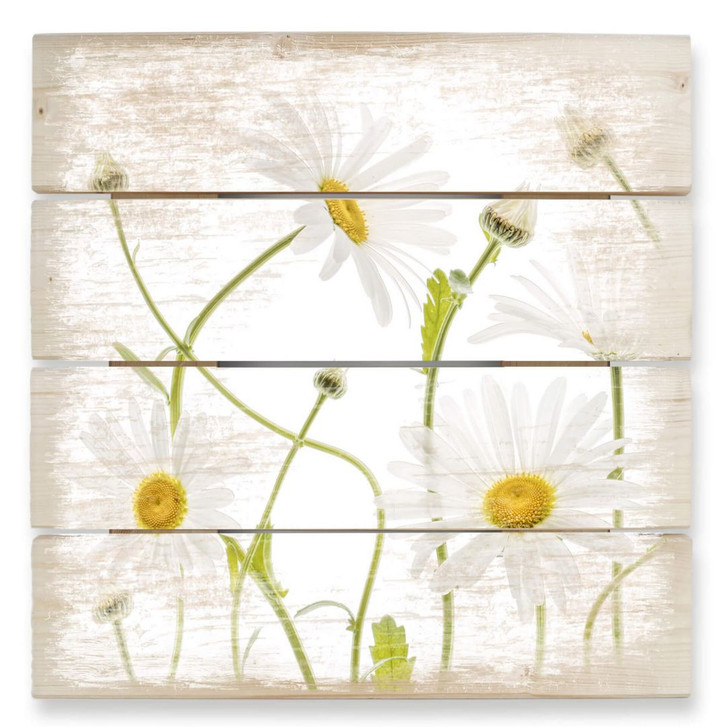 Holzbild Disher - Ox eye Daisies - 40 x 41.5 cm - WA289142