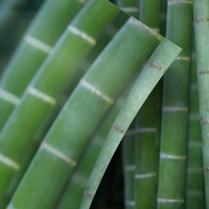 Möbelfolie, Dekofolie - abwischbar - Bambuswald 02 - WA155285