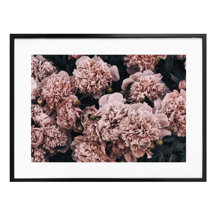 Poster Rosafarbene Pfingstrosen - WA266120