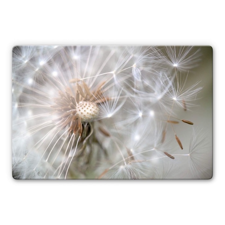 Glasbild Delgado - Pusteblume im Flug - WA271695