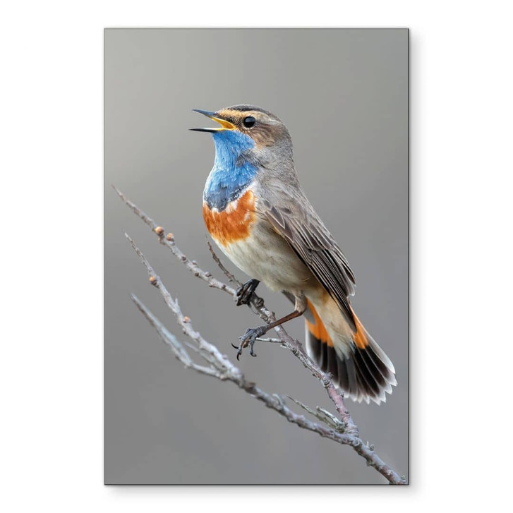 Wandbild Singendes Blaukehlchen - van Duijn - Alu-Dibond - WA465083