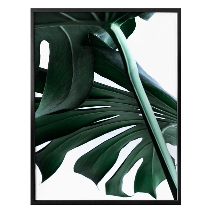 Poster Urban Jungle 02 - Monstera Deliciosa - WA249391