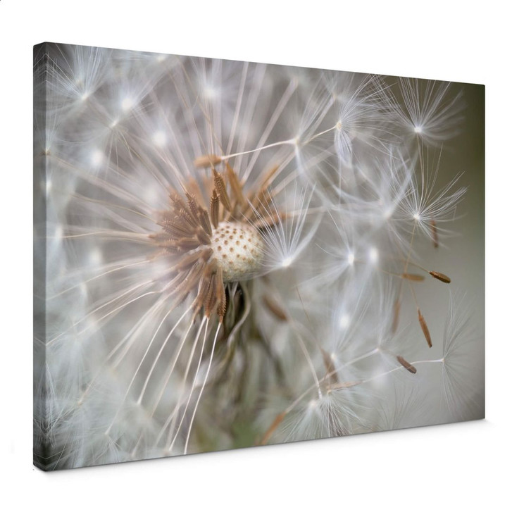 Leinwandbild Delgado - Pusteblume im Flug - WA361737