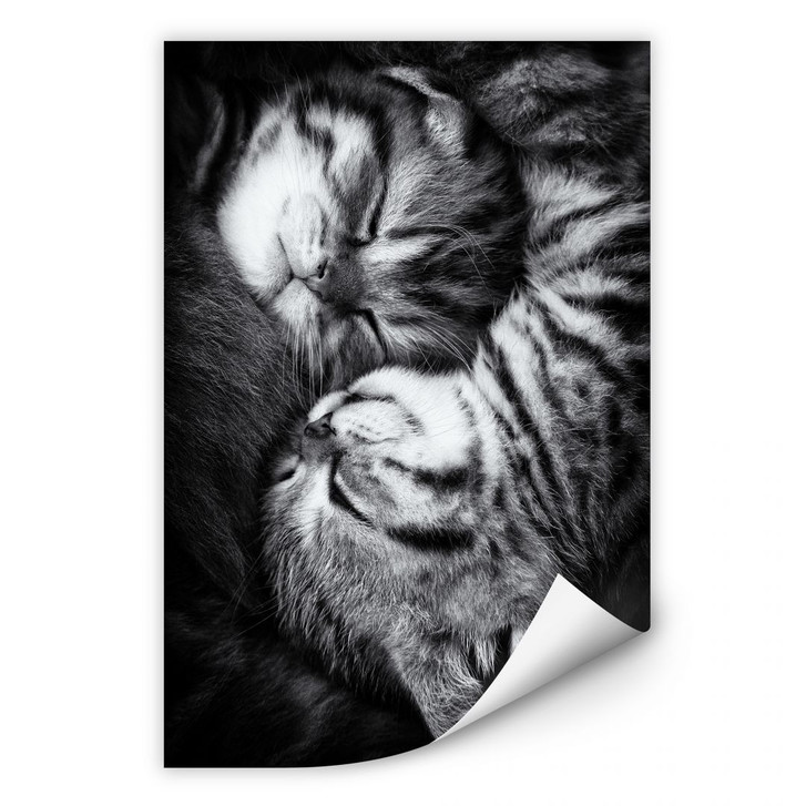 Wallprint Jancova - Sweet Kitten - WA184806