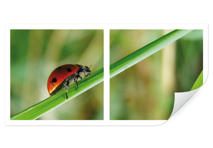 Wallprint Marienkäfer Solo - WA186640