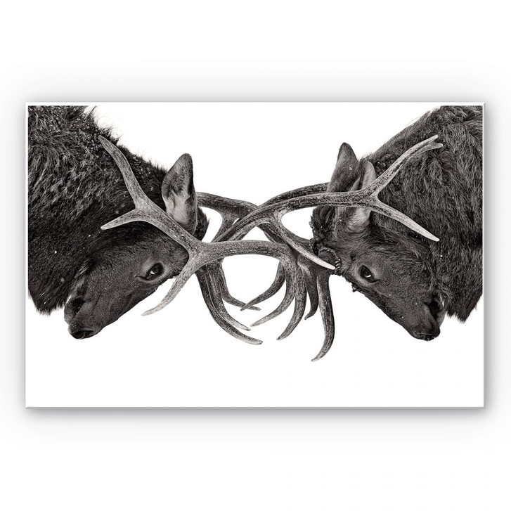 Wandbild Cumming - Machtkampf - WA192030