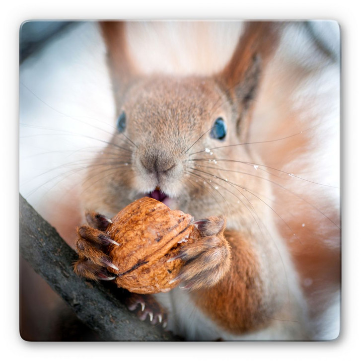Glasbild Eichhörnchen mit Nuss - quadratisch - WA122481