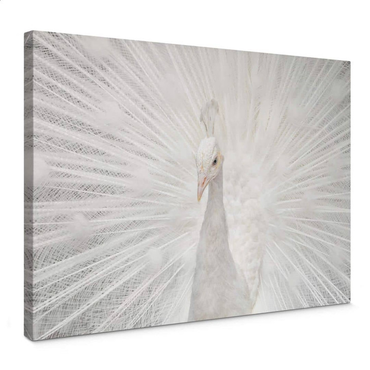 Leinwandbild Fegari - Weisser Pfau - WA327265