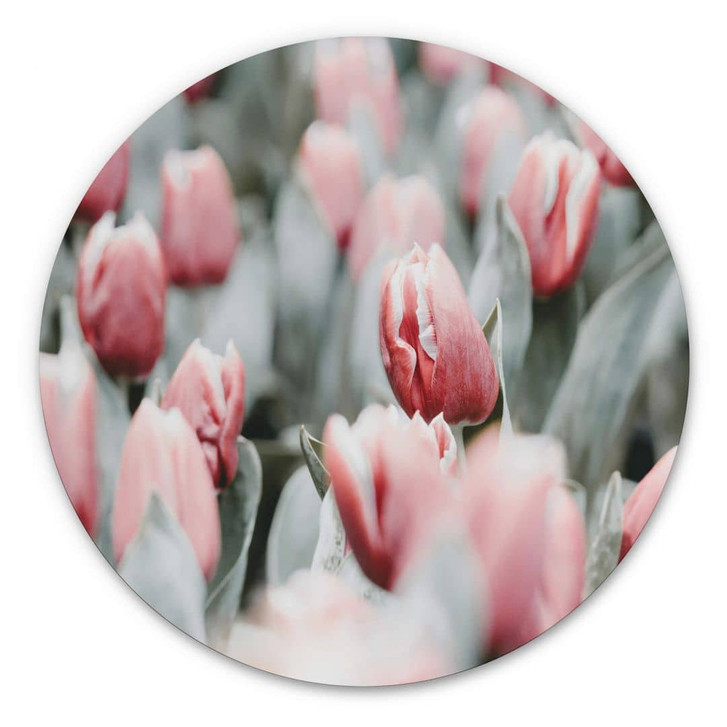 Alu-Dibond Annie - Frühlingstulpen - Rund - WA313810