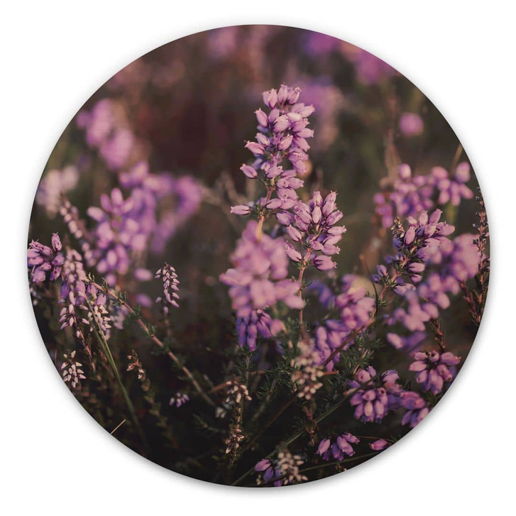 Holzbild Lila Heideblüte im warmen Licht - Annie - Rund - WA471898