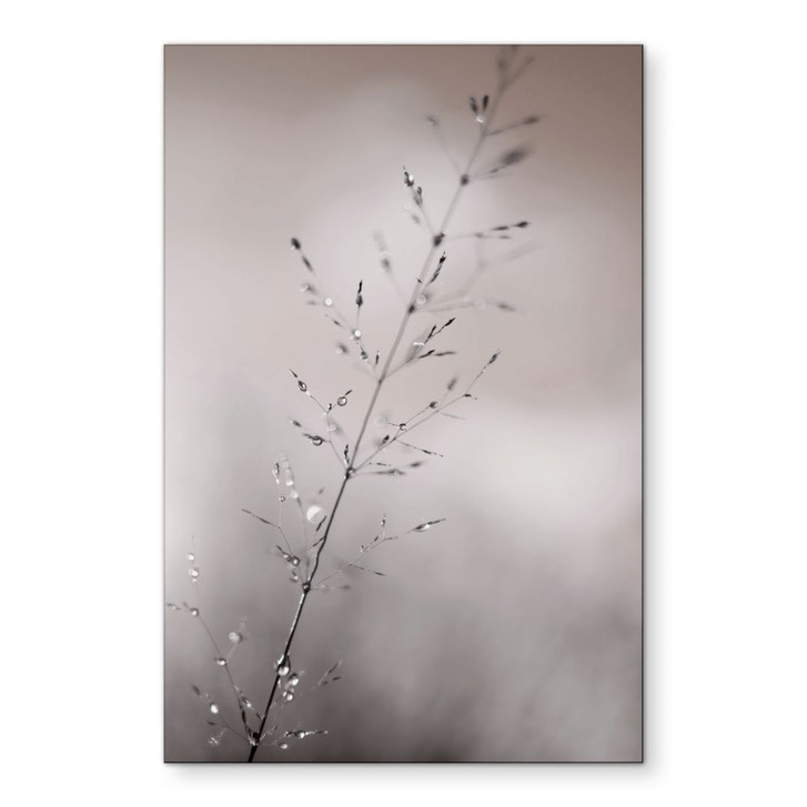 Wandbild Grashalm mit Tautropfen - Sillen - Alu-Dibond - WA491473