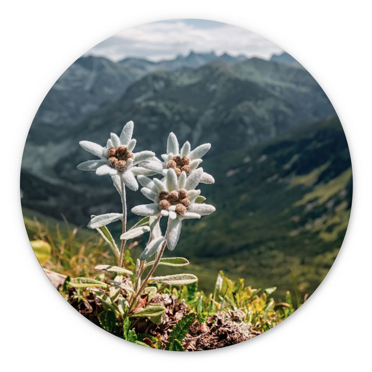Wandbild Weisser Alpen-Edelweiss auf dem Berg - Alu-Dibond - Rund - WA422910