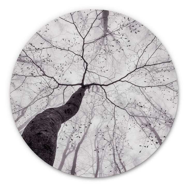 Alu-Dibond Pavlasek - Ein Blick in die Baumkronen - Rund - WA305751