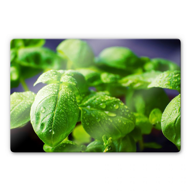 Glasbild Frisches Basilikum - WA123177