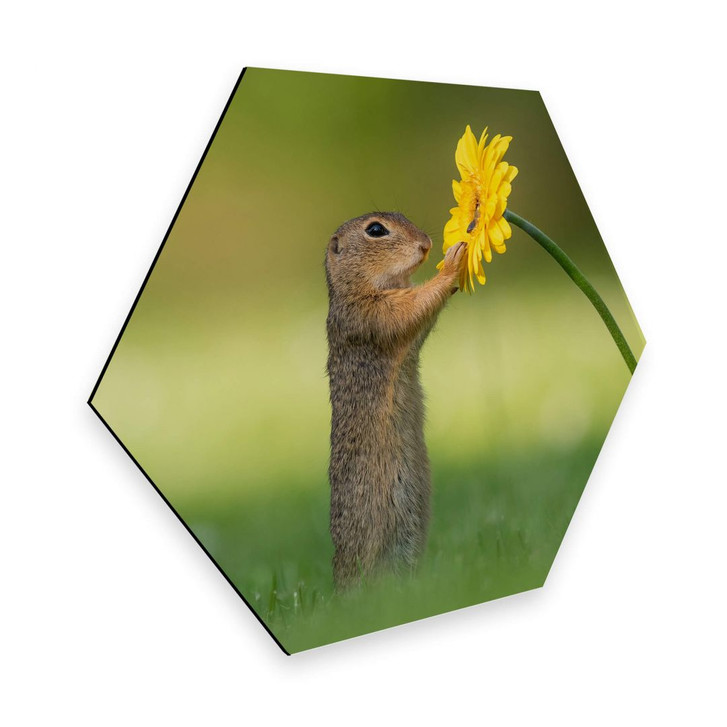 Hexagon - Alu-Dibond van Duijn - Erdhörnchen hält Blume - WA273437
